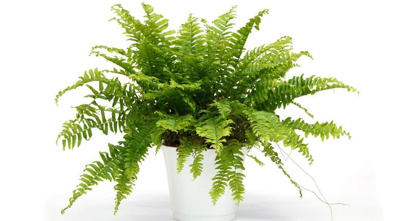 Perros y plantas 20221005