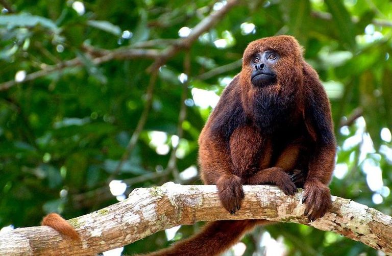 monos carayá rojo