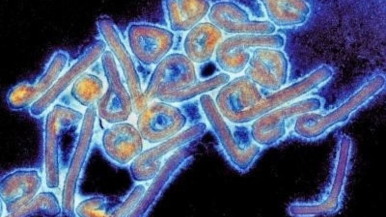 virus de marburg