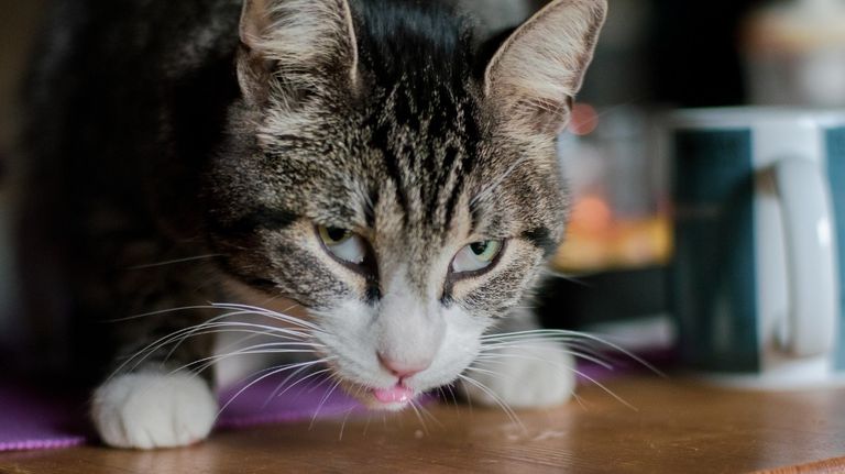 Tercer parpado gato g_20190123