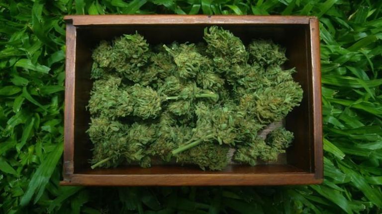 Producción de cannabis