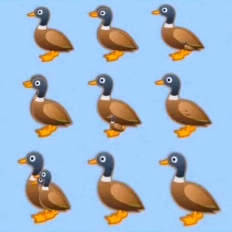 pato 1 13052020