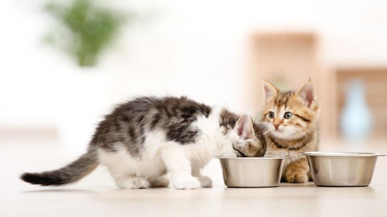 Gatitos 20221104