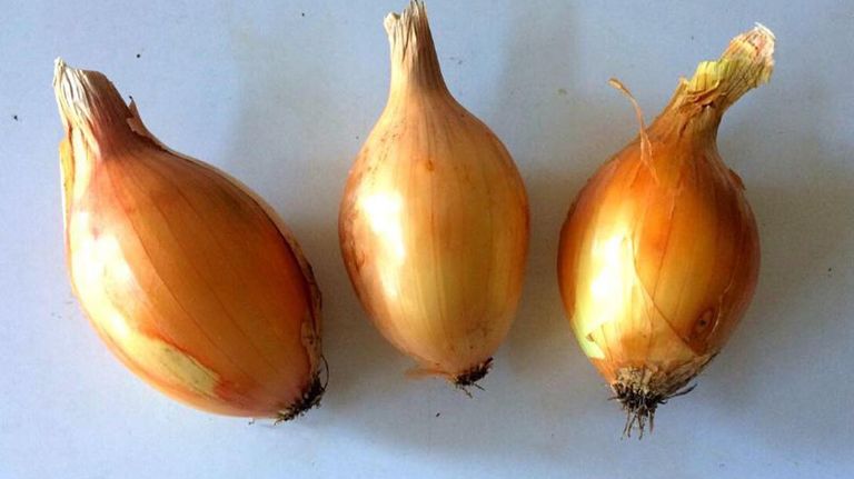 Cebolla Alcira.