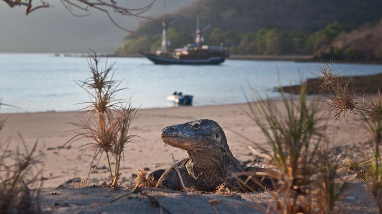 Parque Nacional de Komodo 20210809