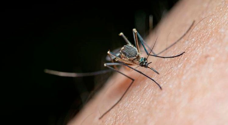 dengue-cordoba