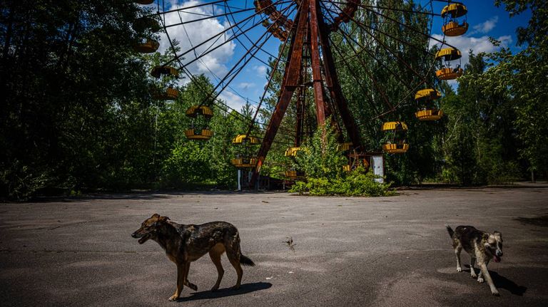 Perros salvajes de Chernobyl 23042026