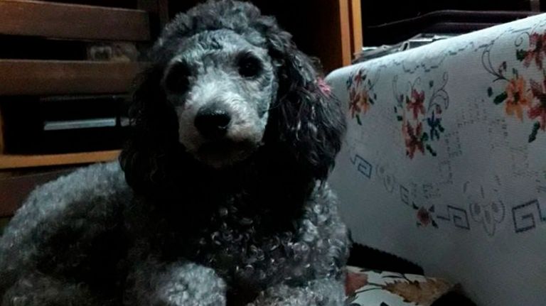 abuelos-buscan-su-mascota-07272018-01