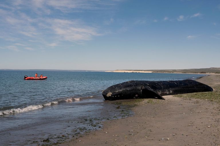 Chubut