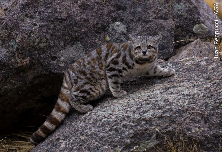 Gato andino
