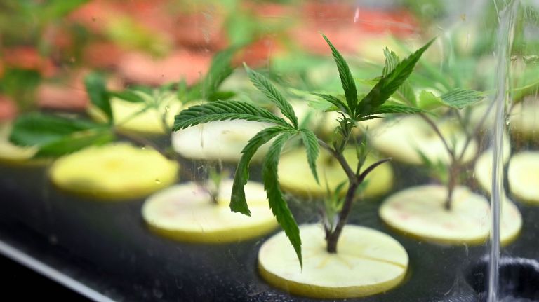 Cannabis medicinal g_20201116