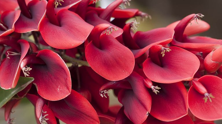 Flor del Ceibo 20221122