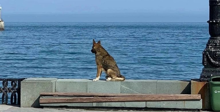 Mukhtar, el “Hachiko de Crimea
