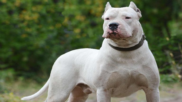 Perros de razas de guardia 20230512