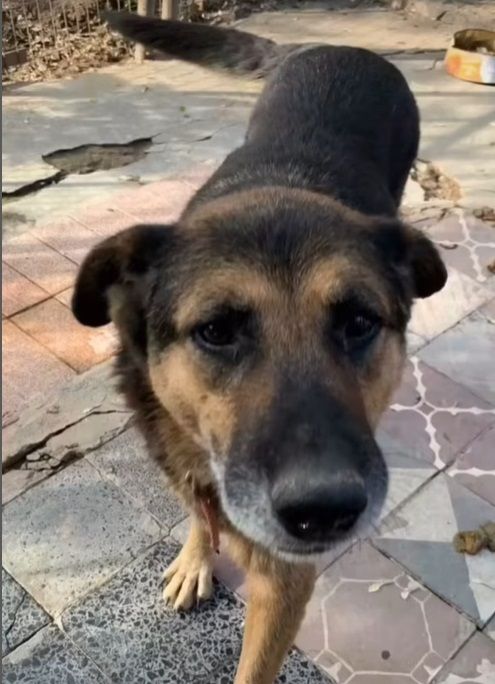Gorda, perrita de 12 años