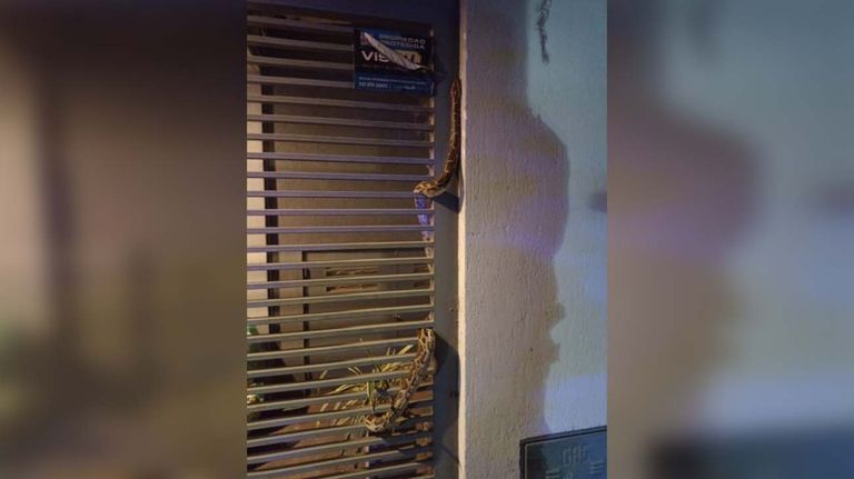 apareció una pitón de más de dos metros en una casa de La Plata