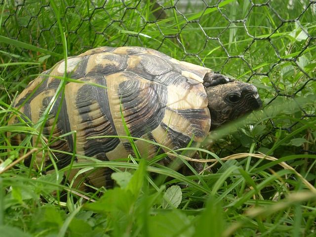 Tortugas