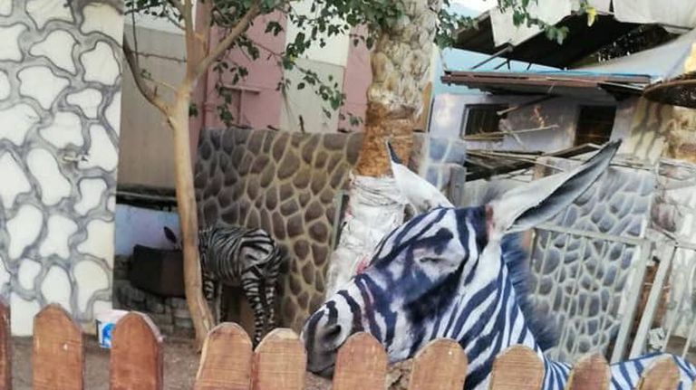 zebra-burro-27072018
