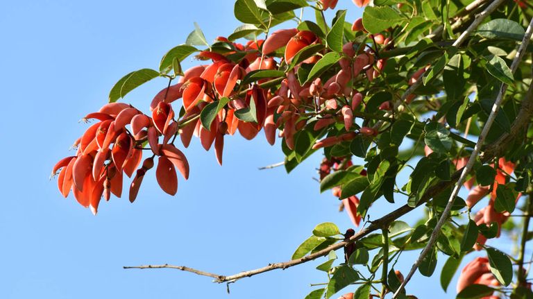 Flor del Ceibo 20221122