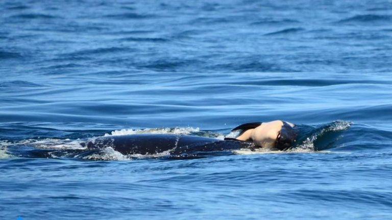 Orca y su cria08012018
