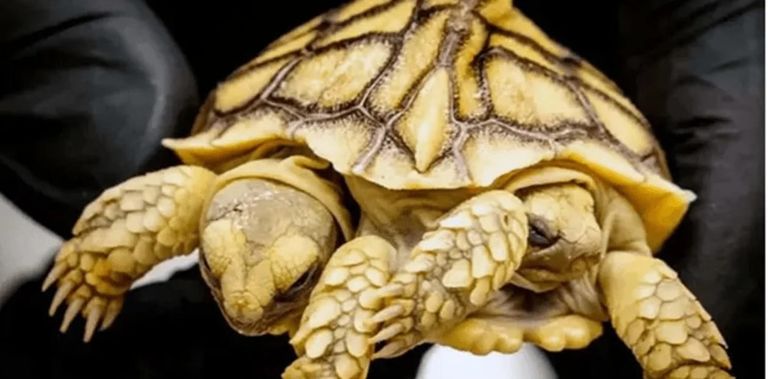 Sorte, tortuga siamesa bicéfala de Países Bajos