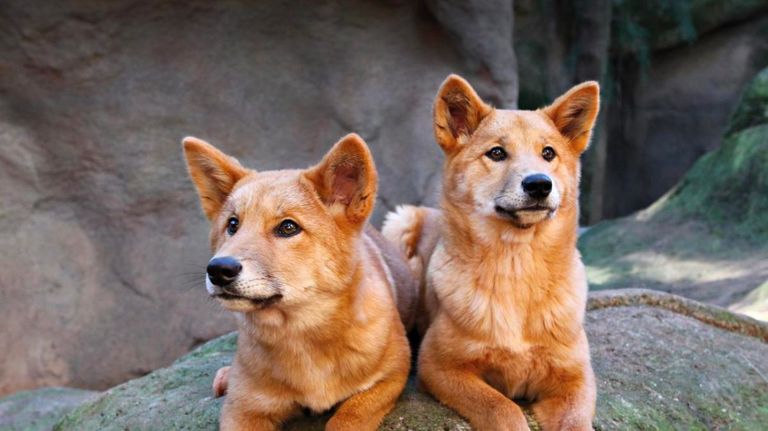 Los temibles dingos: cómo son los ataques delos perros lobo australianos