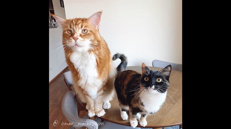 Omar, el gato que quiere desplazar a Barivel de los récords Guinness