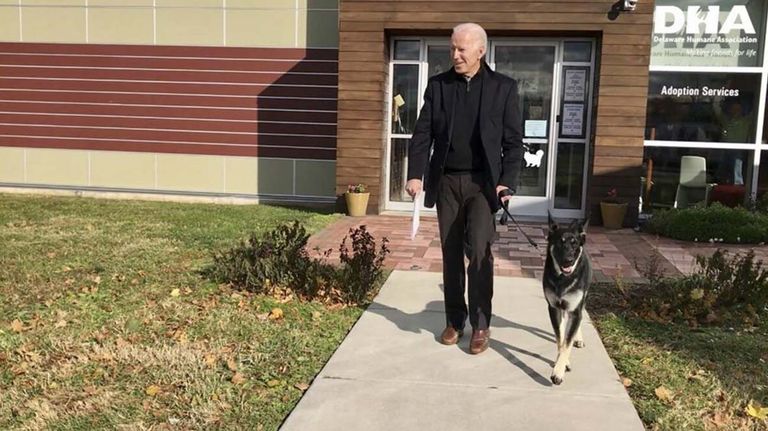 los perros de Biden