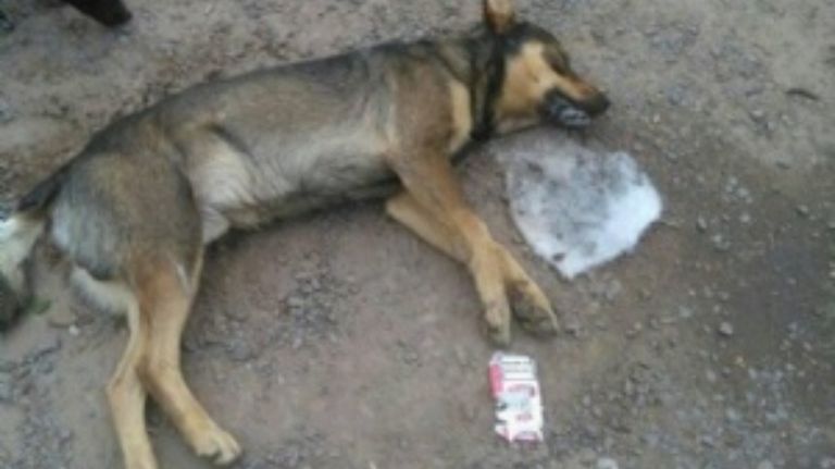 perro envenenado 10082019