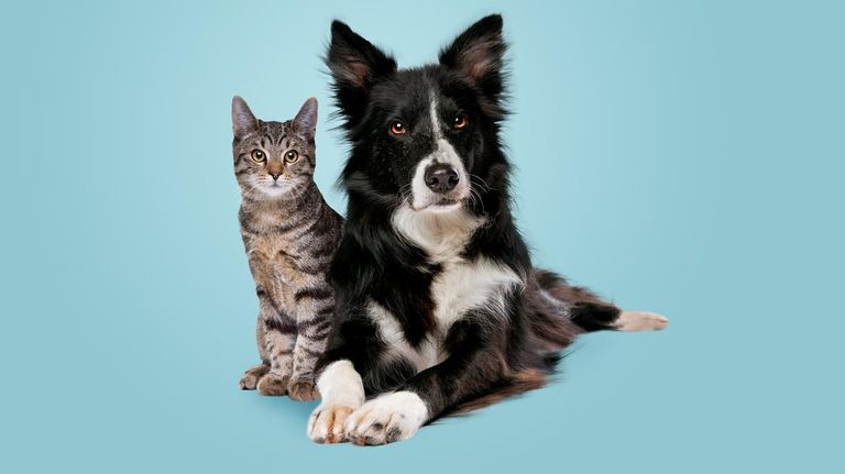 Perro y Gatos