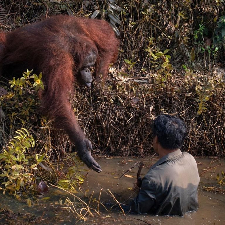 orangutan hombre 10022020