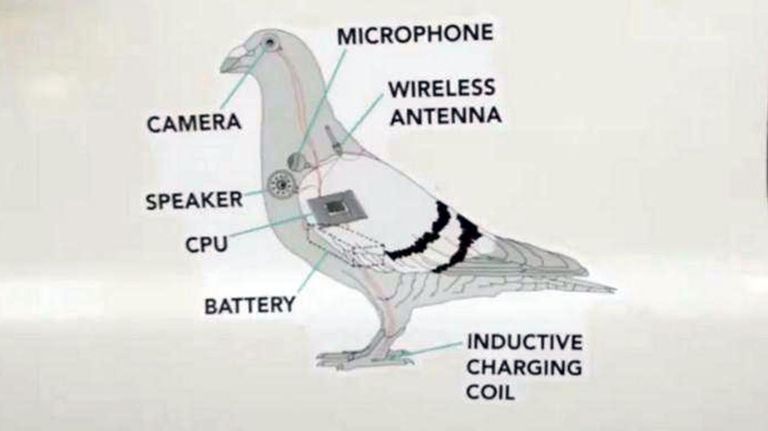 Birds are not real 20210719