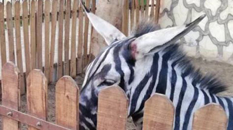 zebra-burro-27072018