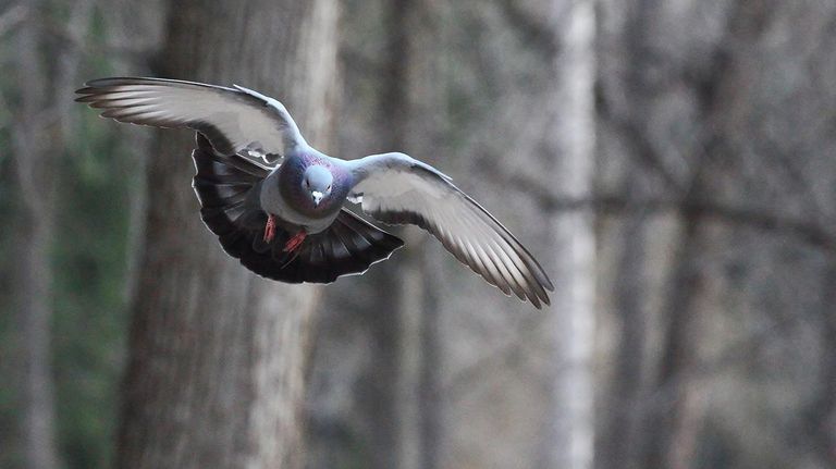 Palomas Mensajeras 20221115