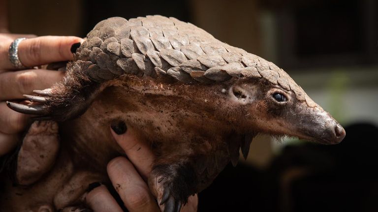 Pangolin Caza, protección y coemrcialización 20200603