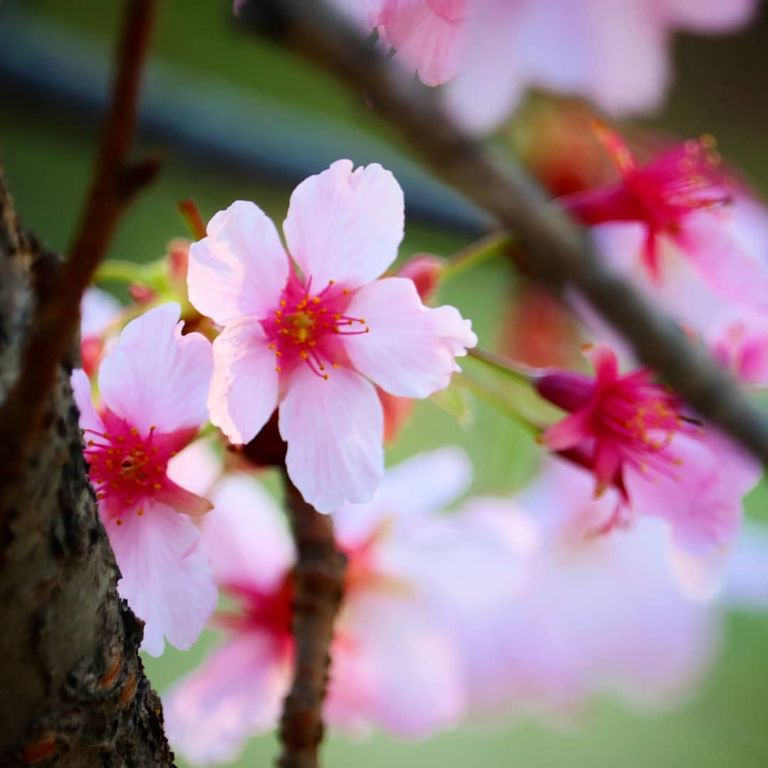 Jardín Japonés de Buenos Aires