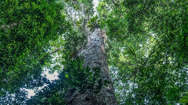 arbol amazonas brasil 07102022