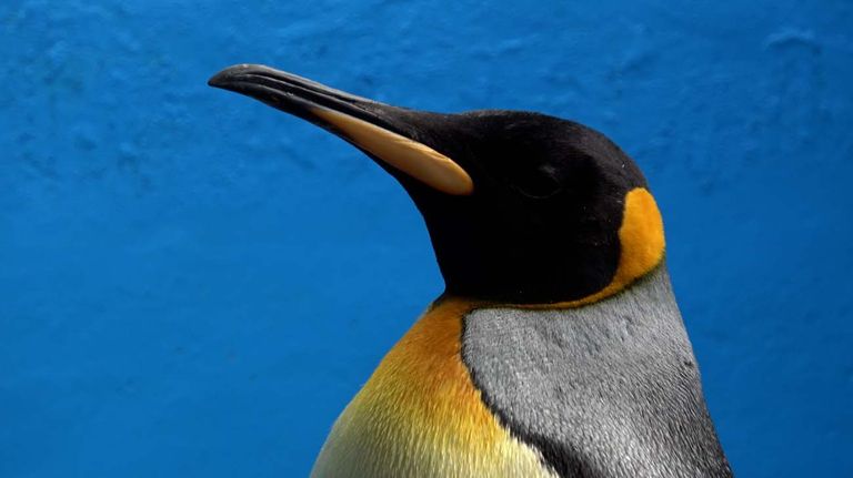 Pinguino rey rehab