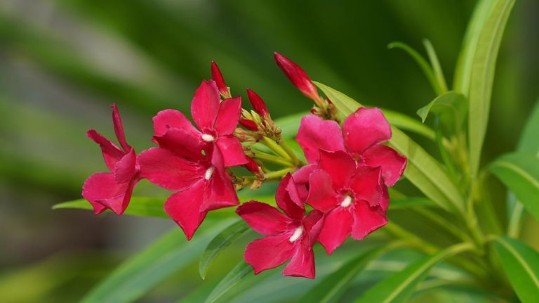 10 plantas venenosas para Gatos 20220803