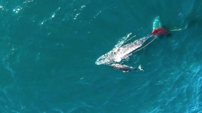 2107_tiburon_ataca_ballena