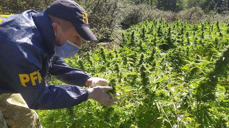 Plantaciones Marihuana Córdoba 20210311