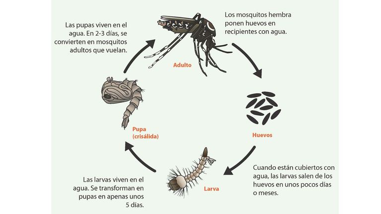 Aedes aegypti
