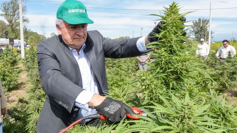 Cosecha de Cannabis en Jujuy 20220425
