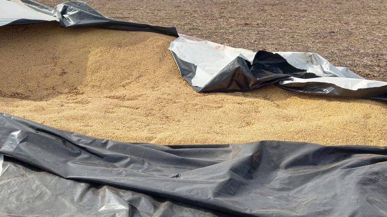 Robos de soja en Saliqueló