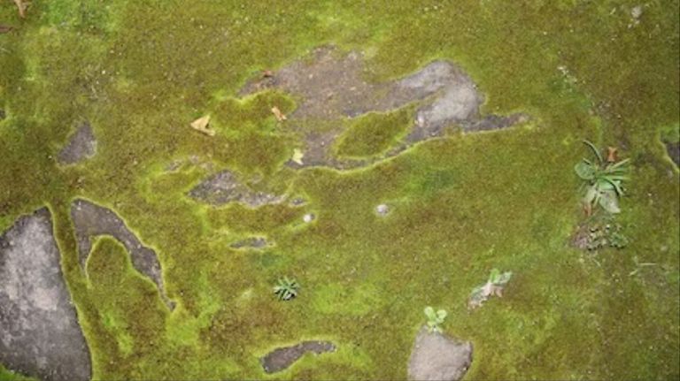 revelan el rol clave de una microalga en la captura de carbono