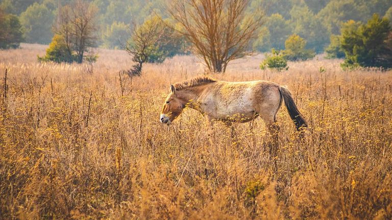 Chernobyl caballos