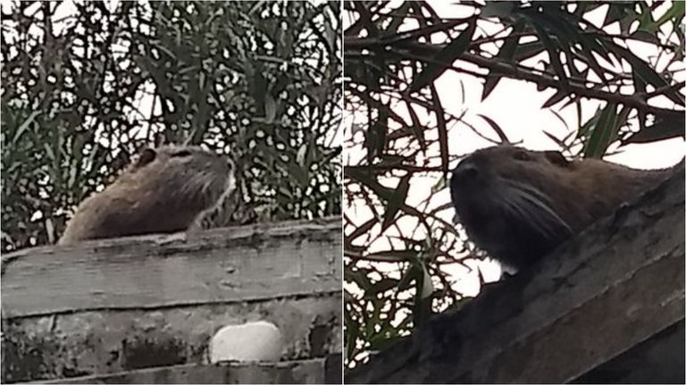 coipo animal 24042020