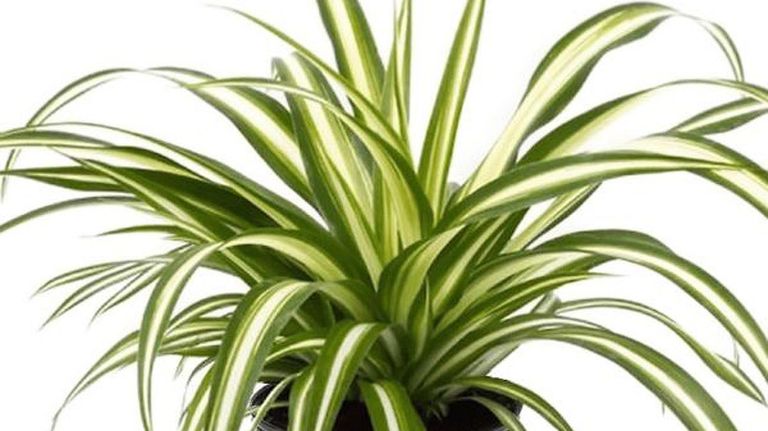Perros y plantas 20221005