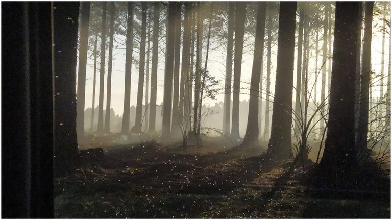 incendio forestal en Entre Ríos