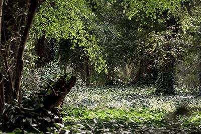 Jardín Botánico de Buenos Aires